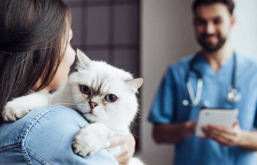 Ветеринар приехал на дом к владельцу кошки